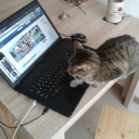 Our cat is trying out JomSocial 3.2, she likes it!