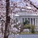 Cherry blossoms are in full bloom here in Washington, D.C.