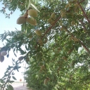 Almond fruits at Califonia state that far away 300km from LA city