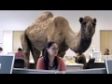 GEICO Hump Day Camel Commercial - Happier than a Camel on Wednesday