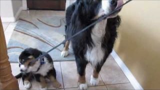 Bernese Mountain dog walking puppy