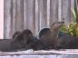 River Otters occupy float-house near Tofino