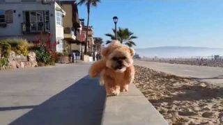 Munchkin the Teddy Bear strolls along the beach